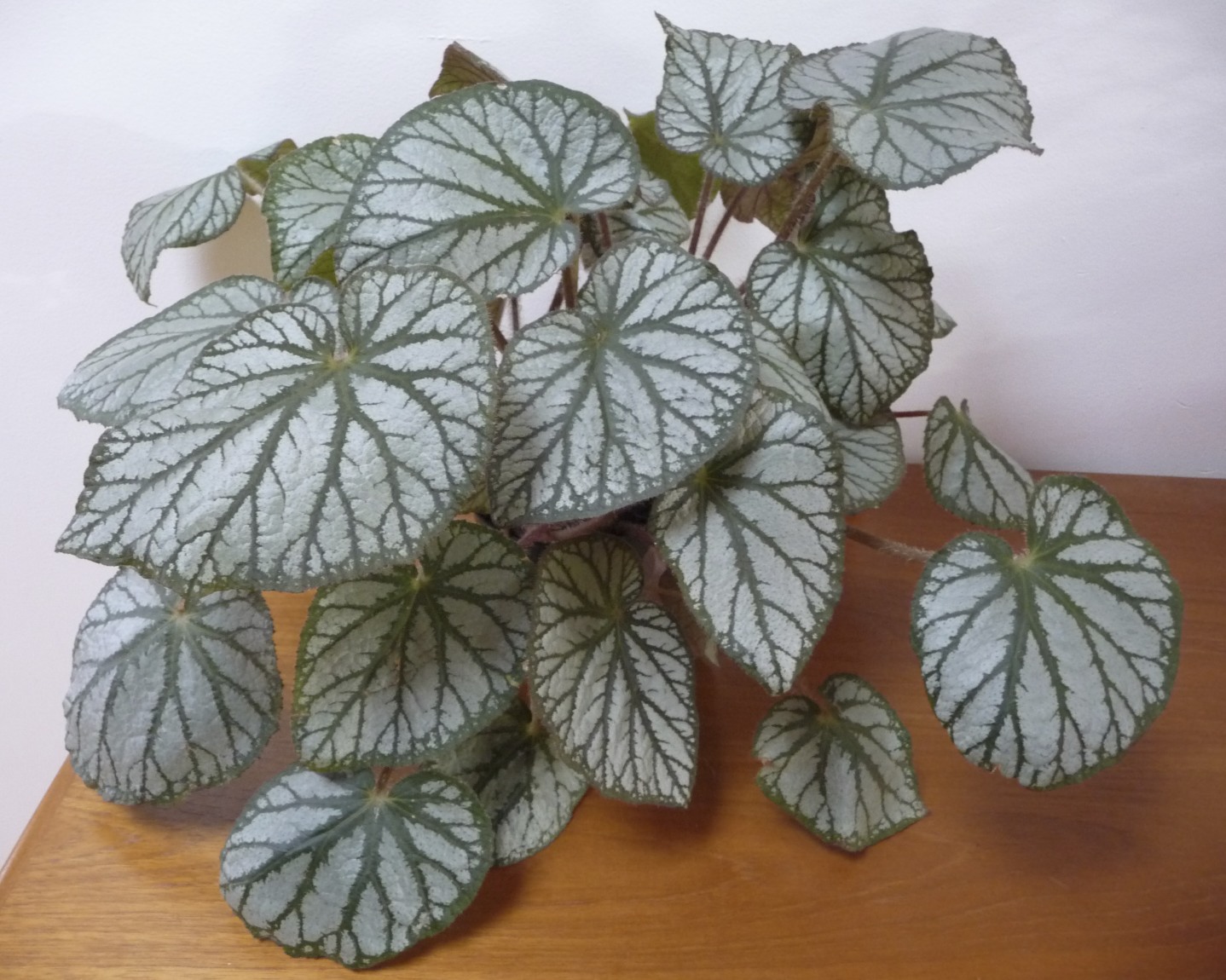 Begonia U400