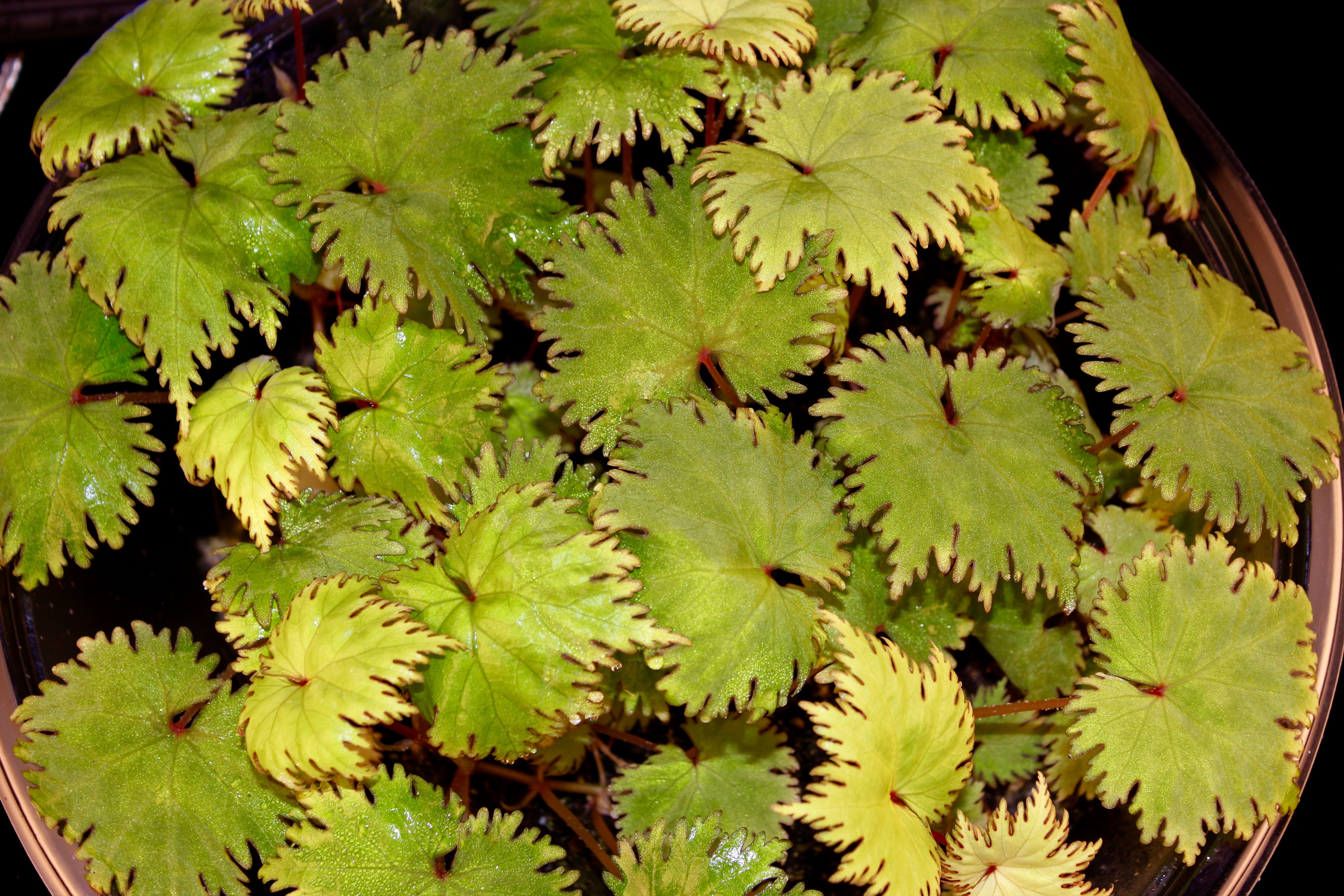 Begonia lyallii