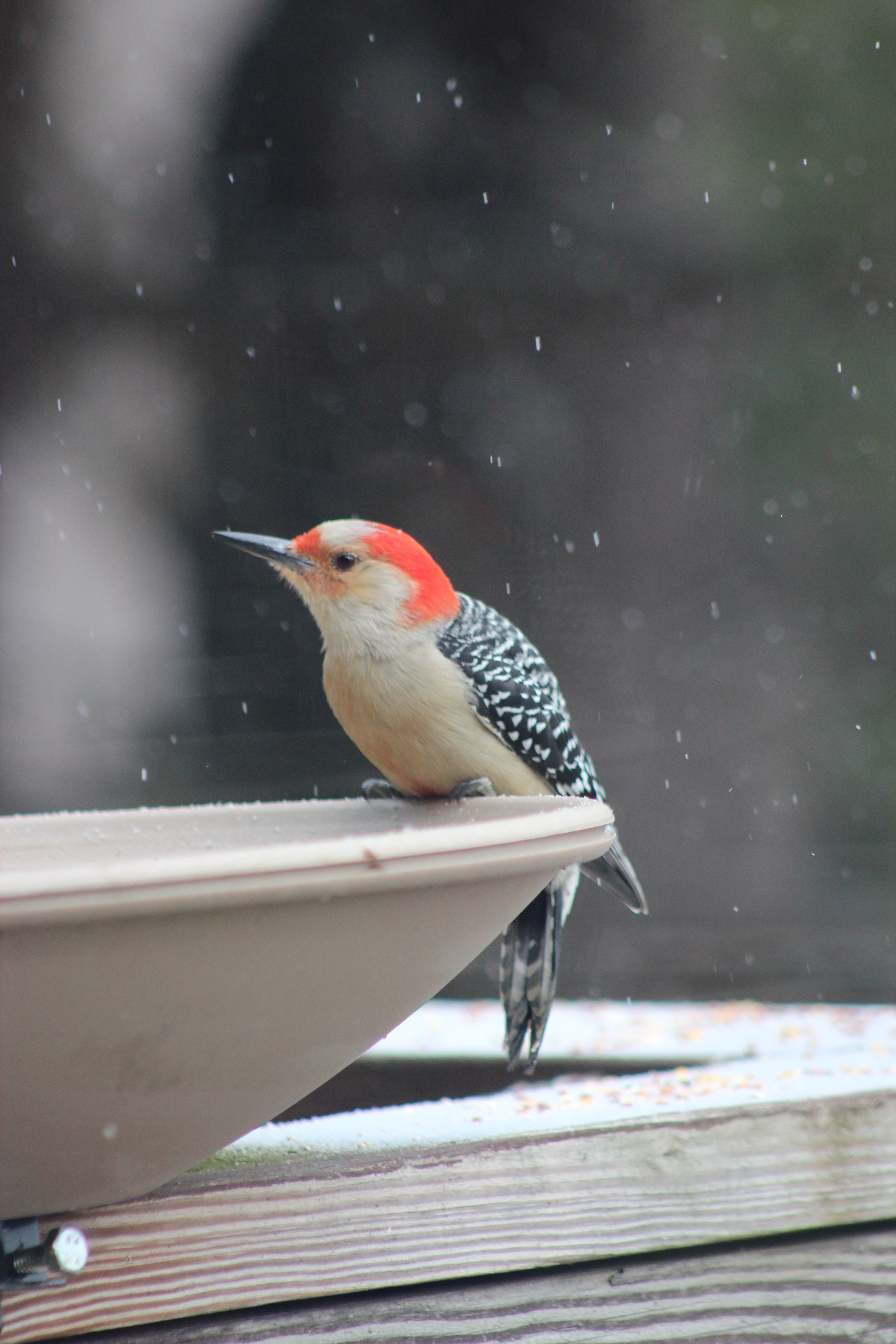 Red Bellied Woodpecker