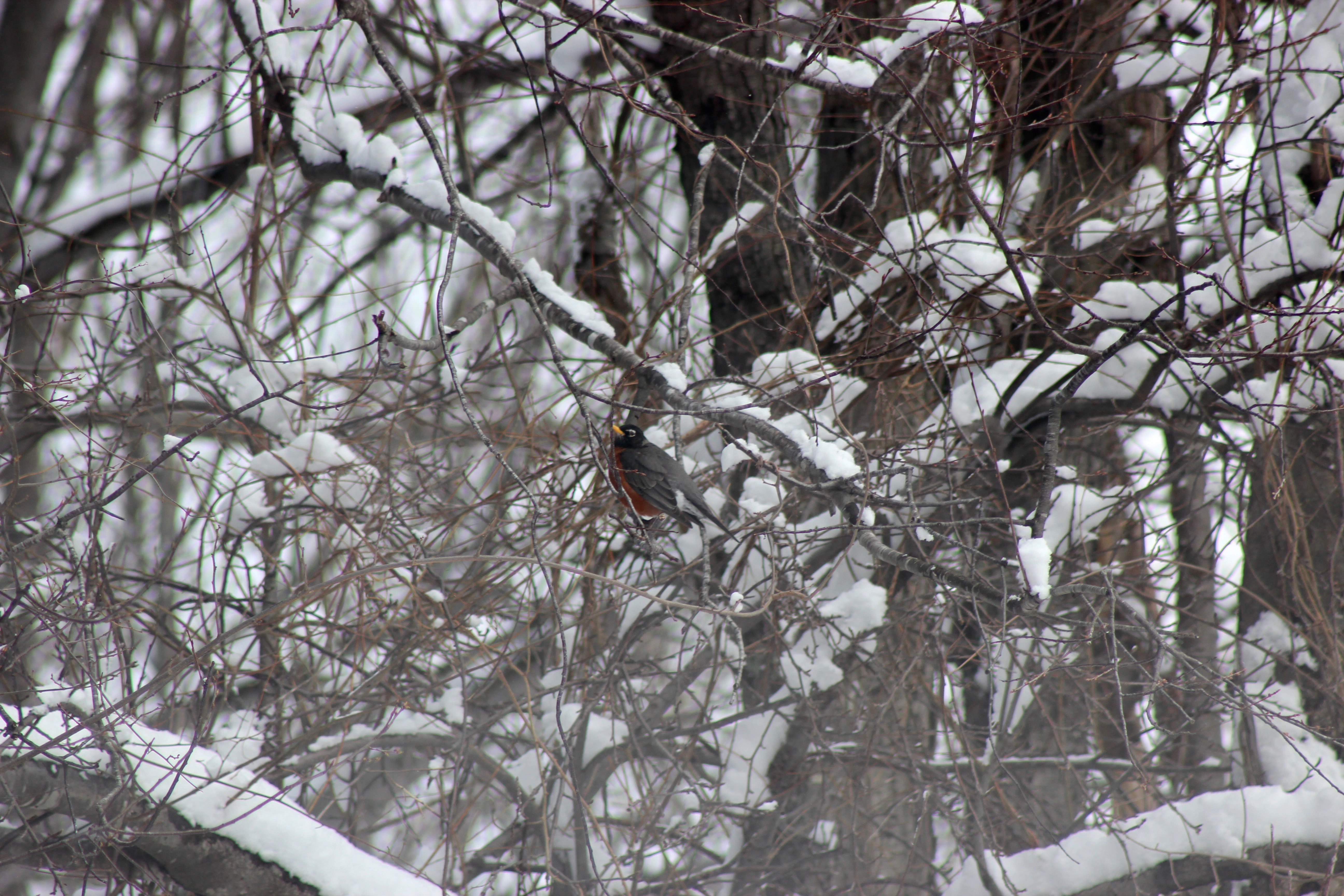 Robin looking for food