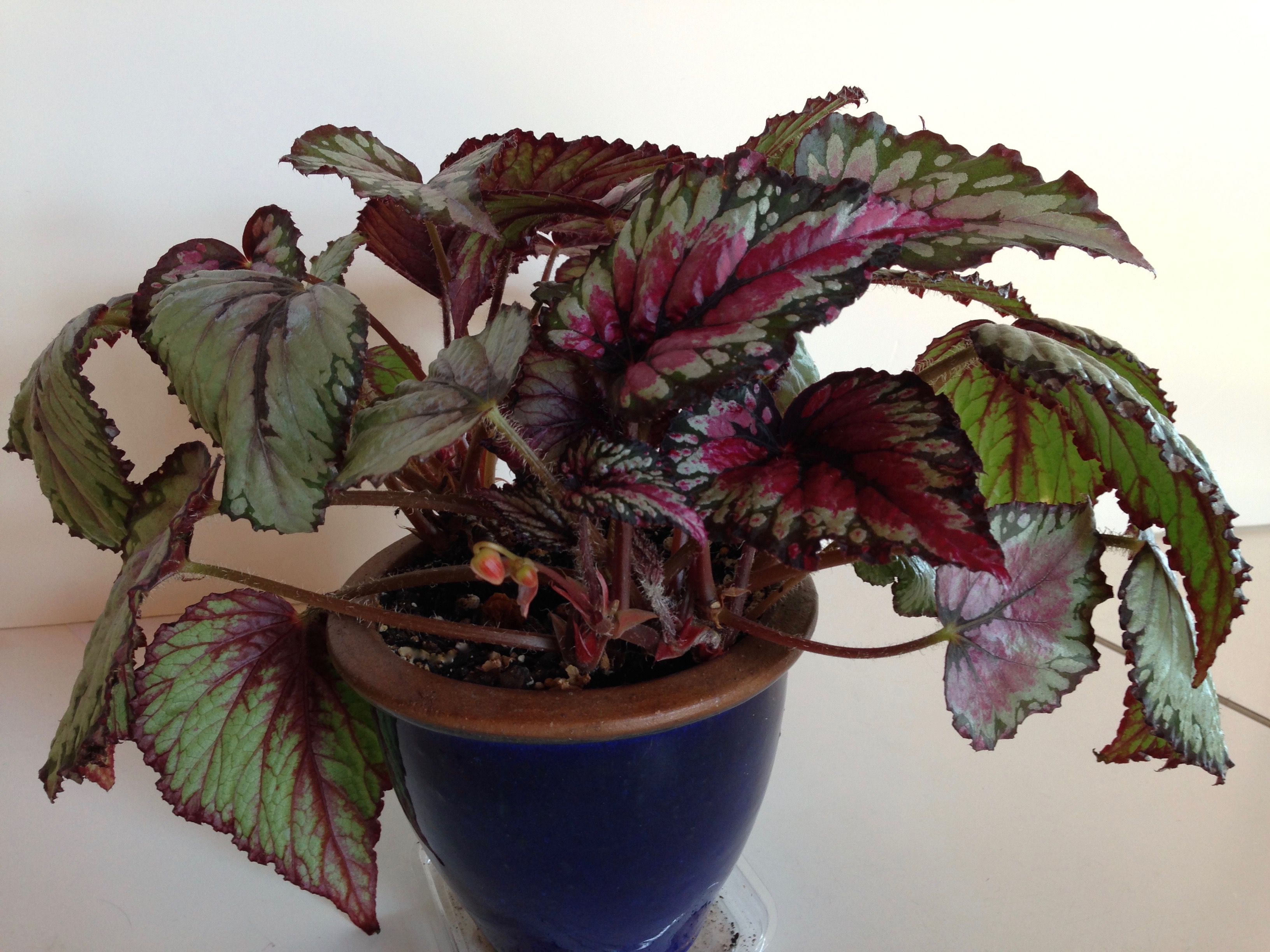 Begonia Salsa